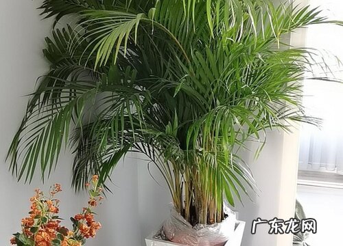 散尾葵能晒太阳吗