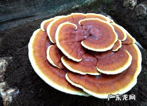 灵芝的生长周期是多长时间