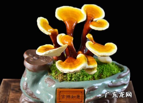 灵芝的生长周期是多长时间