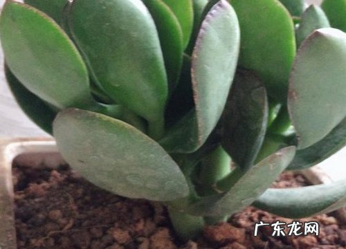 玉树能晒太阳吗