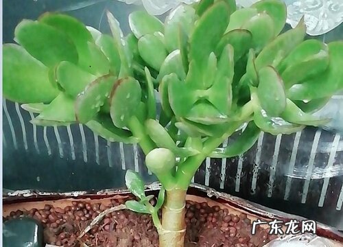 玉树能晒太阳吗