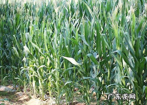 玉米喜水吗