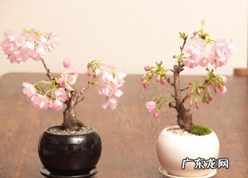 家里可以种樱花树吗