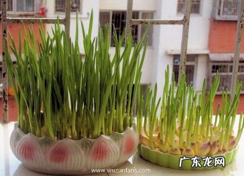 大蒜能晒太阳吗