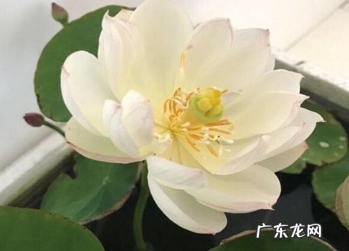 荷花怕太阳晒吗