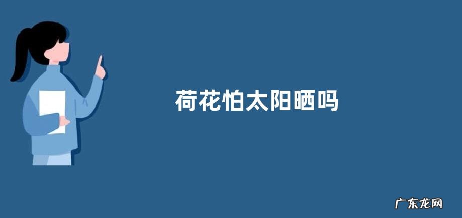 荷花怕太阳晒吗
