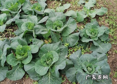 包菜什么季节种植合适