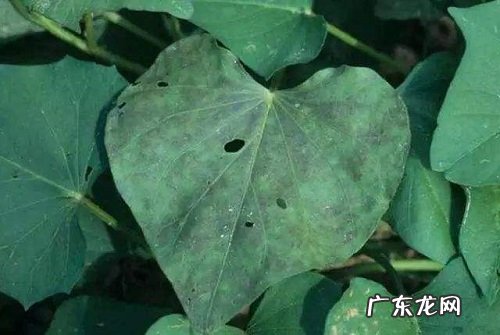 甘薯病毒病症状与防治方法