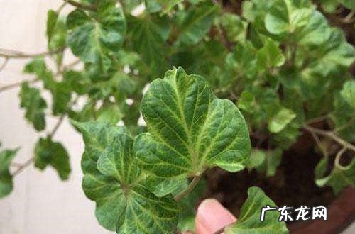 甘薯病毒病症状与防治方法