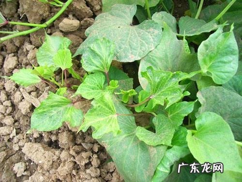 甘薯病毒病症状与防治方法