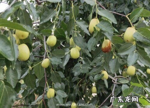 家里可以种枣树吗