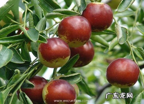 家里可以种枣树吗