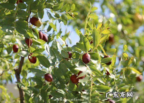 家里可以种枣树吗