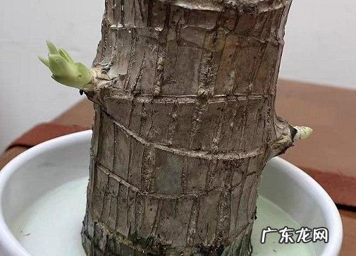 巴西木能养多久