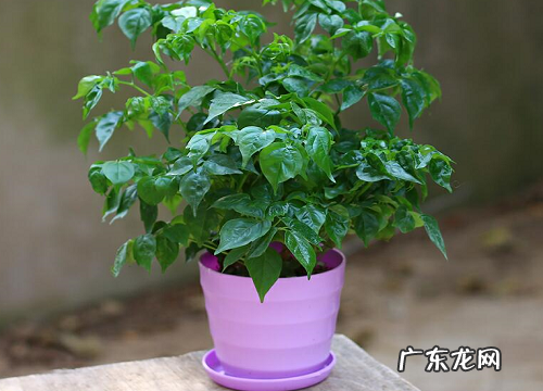 平安树风水作用与寓意