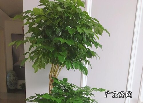 平安树风水作用与寓意