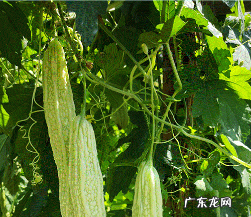 苦瓜病虫害防治技术 常见防治方法与措施
