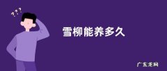 雪柳能养多久