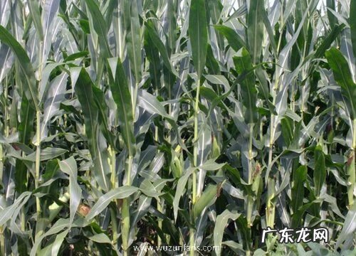 玉米怕太阳晒吗