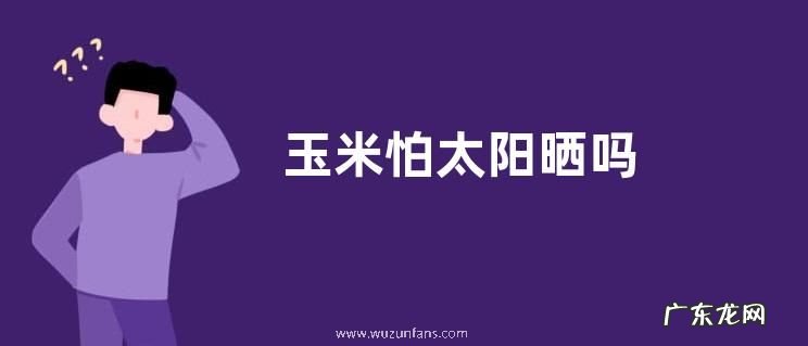 玉米怕太阳晒吗