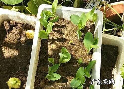 玉米怕太阳晒吗