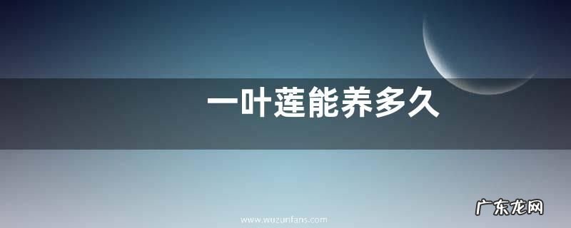 一叶莲能养多久