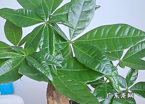 摇钱树怕太阳晒吗