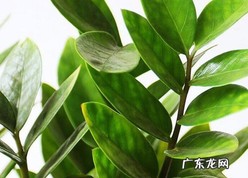 摇钱树怕太阳晒吗