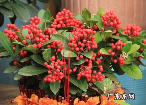 红玉珠能养多久