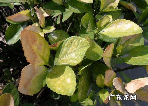 大叶黄杨枯萎病特效药 黄杨黄杨枯萎用什么药救治