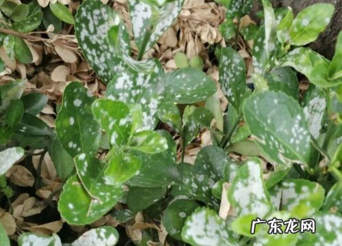 大叶黄杨枯萎病特效药 黄杨黄杨枯萎用什么药救治