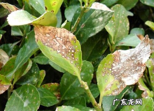 大叶黄杨枯萎病特效药 黄杨黄杨枯萎用什么药救治