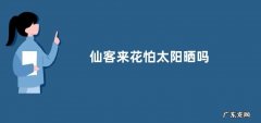 仙客来花怕太阳晒吗