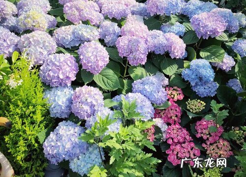 无尽夏一盆种几颗合适