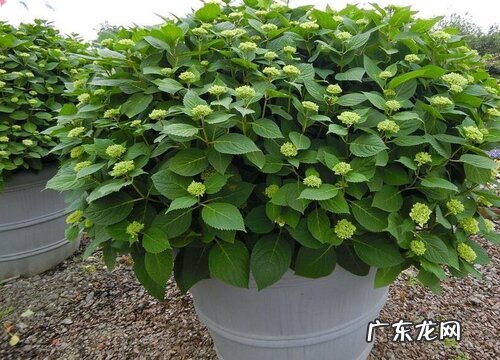 无尽夏一盆种几颗合适