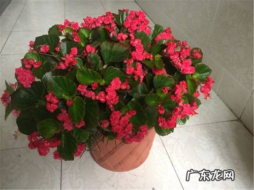 海棠花浇水时间和正确方法