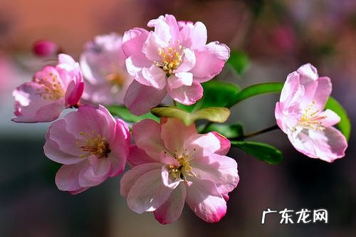 海棠花浇水时间和正确方法