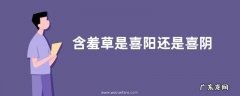 含羞草是喜阳还是喜阴