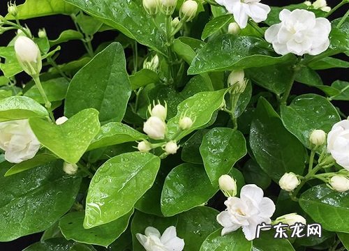 茉莉花香有毒吗