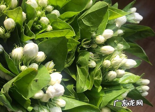 茉莉花香有毒吗