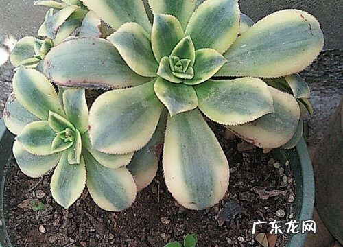 法师怎么爆头