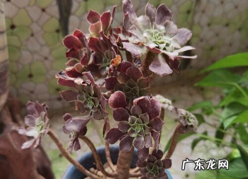法师怎么爆头