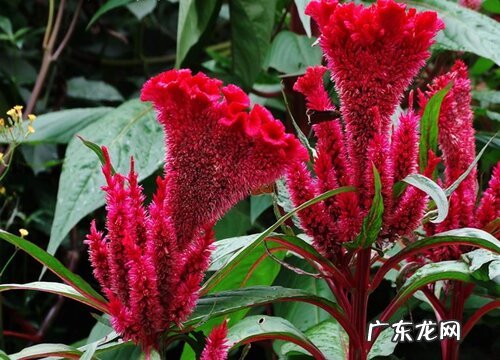 鸡冠花一盆种几颗合适