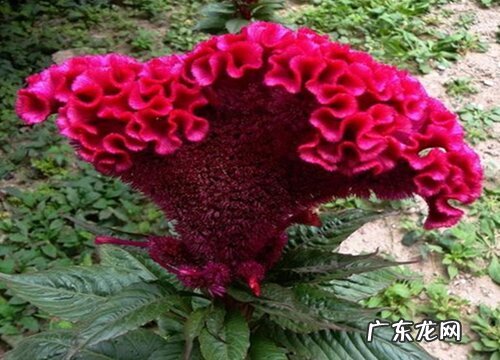 鸡冠花一盆种几颗合适