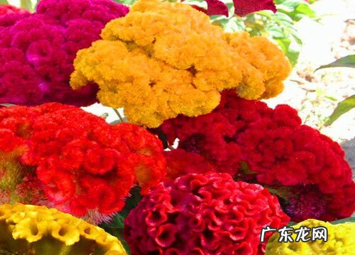 鸡冠花一盆种几颗合适