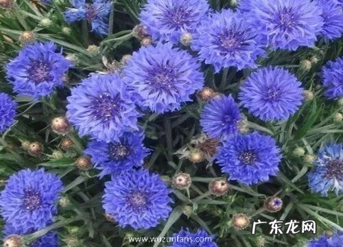 矢车菊一盆种几颗合适