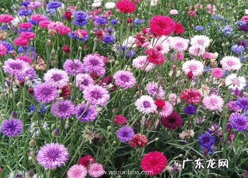 矢车菊一盆种几颗合适