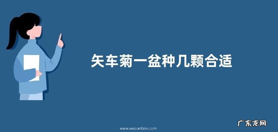矢车菊一盆种几颗合适
