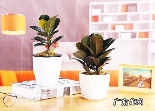 橡皮树是喜阳还是喜阴