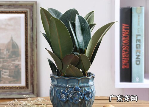 橡皮树是喜阳还是喜阴